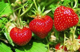 Reife Erdbeeren