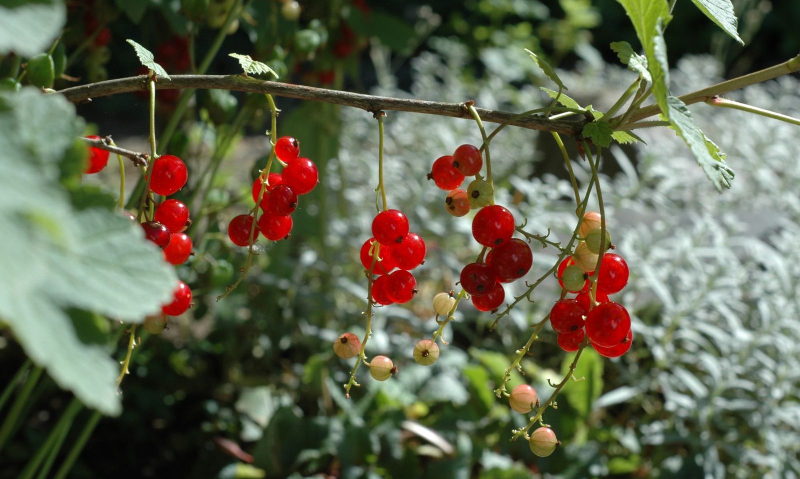 Rote Johannisbeeren am Strauch
