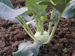 Kohlrabi im Beet