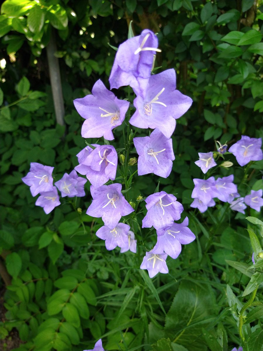 Hellviolette Glockenblumen