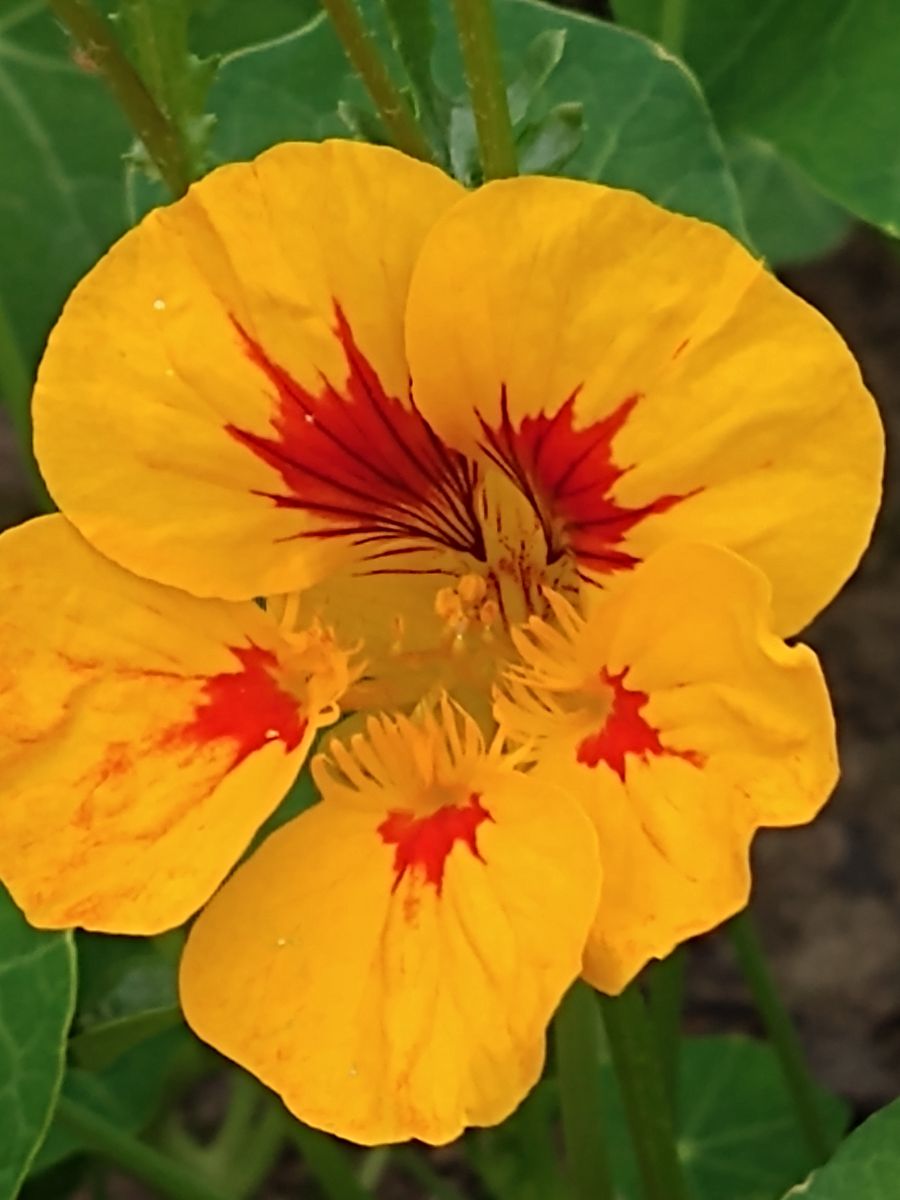 Orange Kapuzinerkresse-Blüte