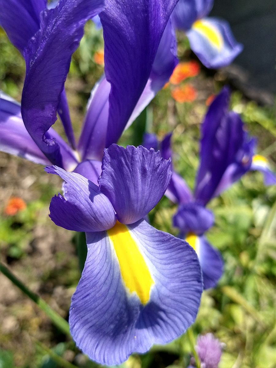 Blau-violette Iris mit gelber Zeichnung