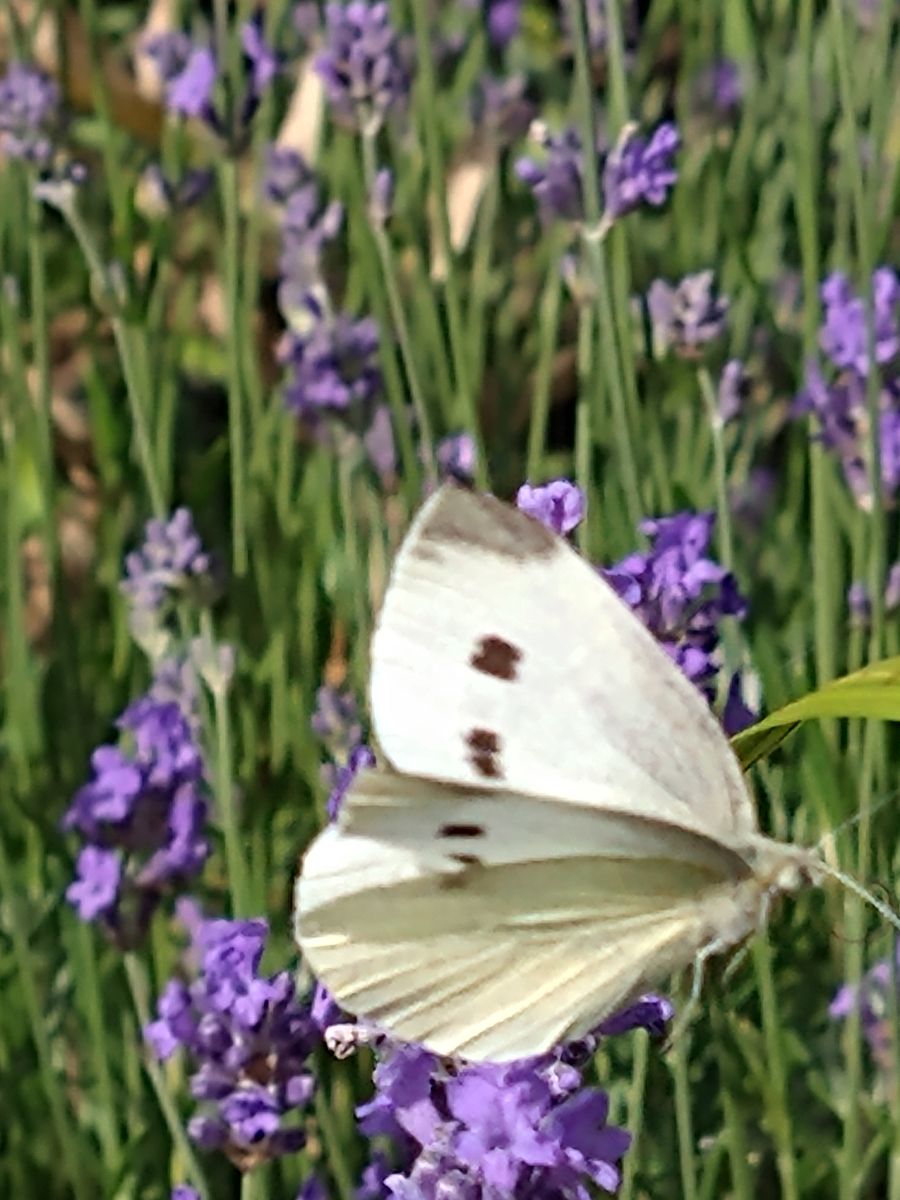 Weißer Schmetterling auf Lavendel